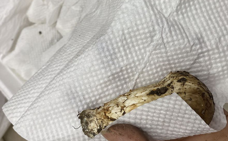 小金松茸包裹圖片