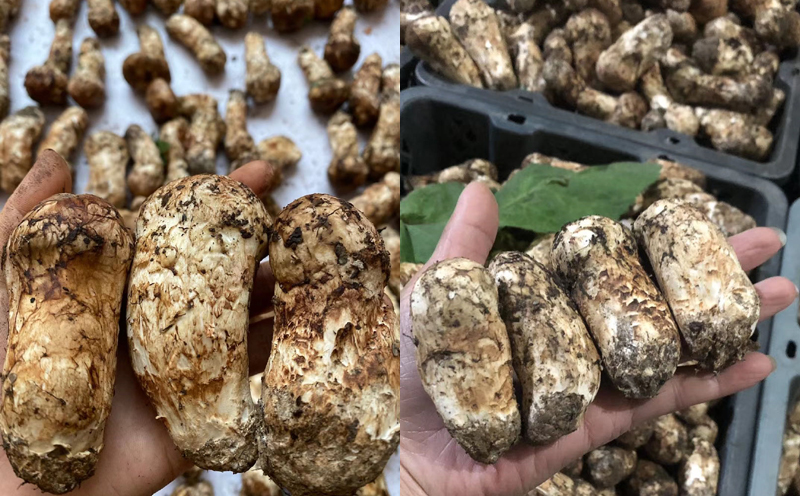 不同大小的小金松茸圖片