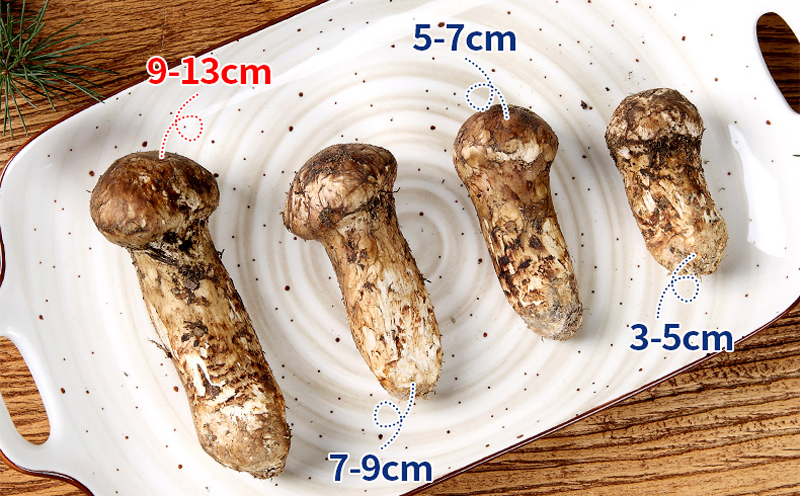 新鮮松茸大小圖片
