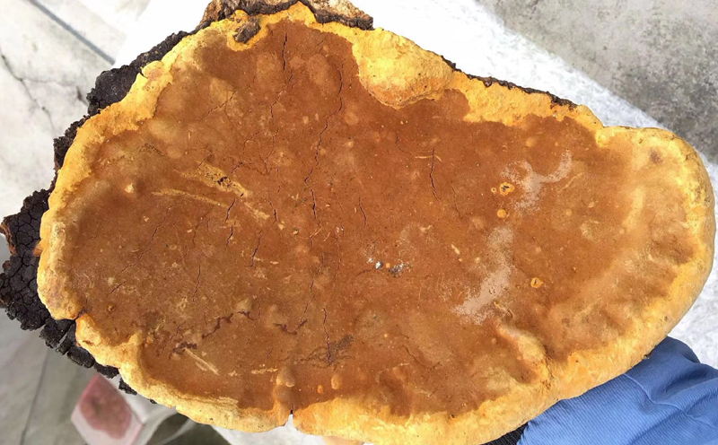 野生桑樹(shù)桑黃圖片1