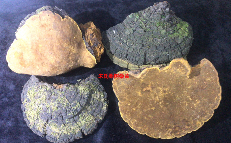 野生桑樹(shù)桑黃圖片4