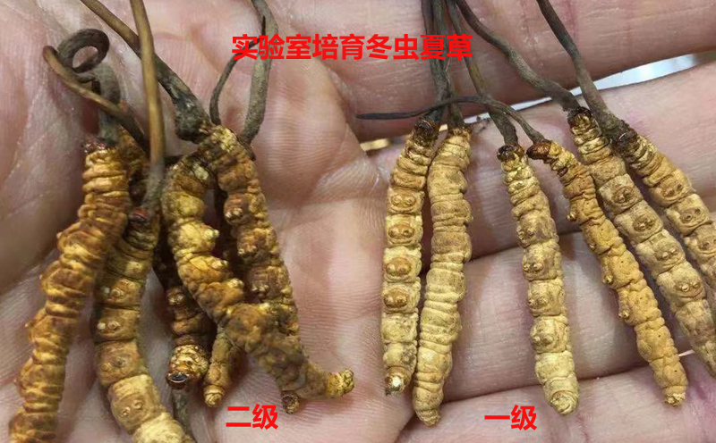 凍干冬蟲夏草等級對比