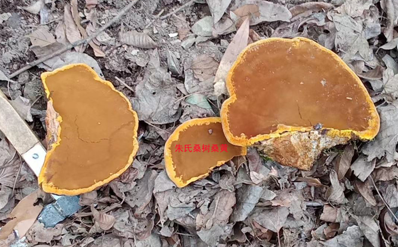 野生桑樹(shù)桑黃圖片 野生桑樹(shù)桑黃圖片