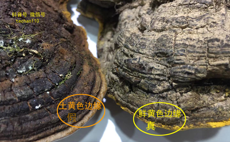 如何分辨桑樹桑黃真假