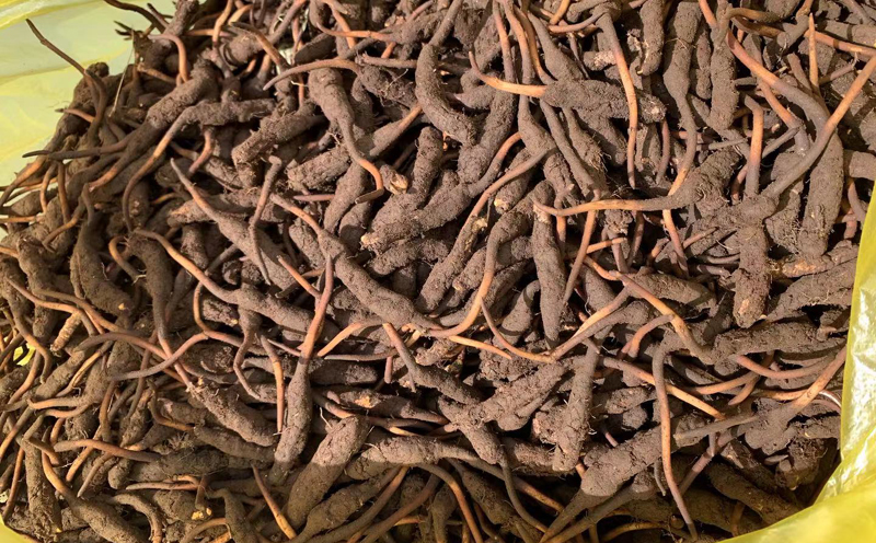 甘南冬蟲夏草圖片