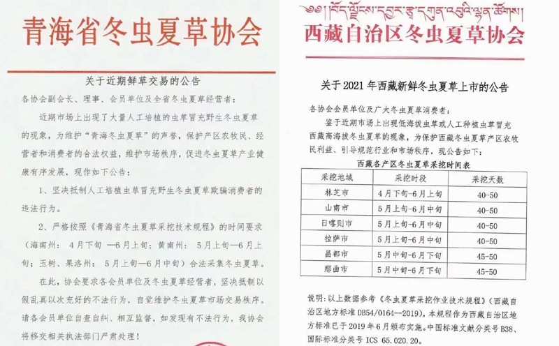 新鮮蟲草上市時間表