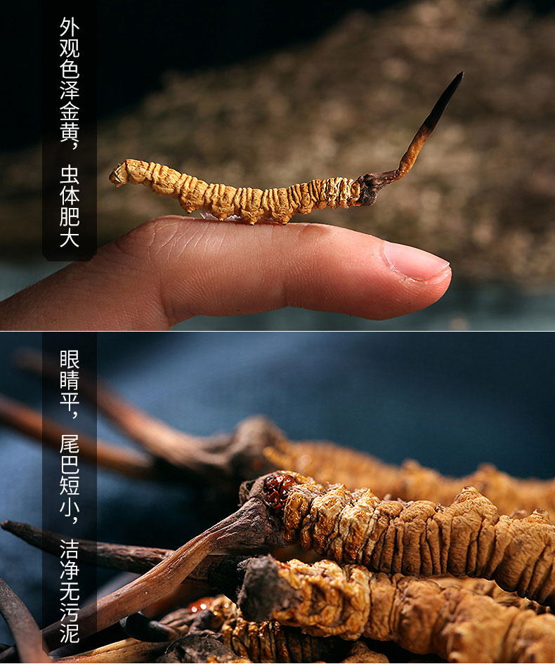 那曲蟲草特點圖片