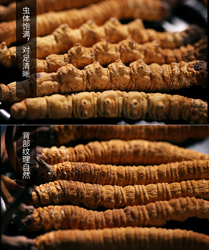 那曲冬蟲夏草特征圖片