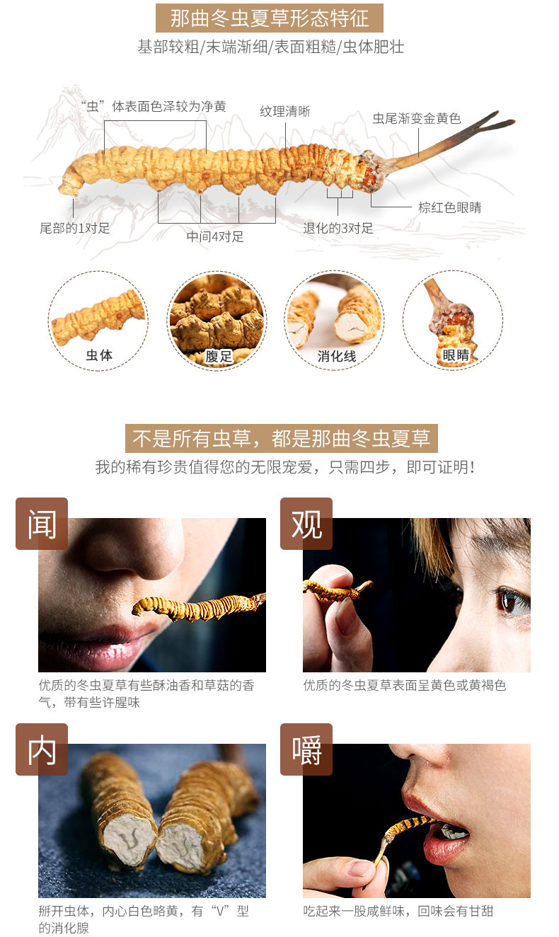 那曲蟲草特征圖片