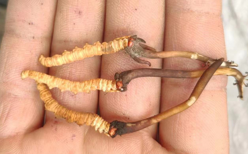 新鮮祁連山蟲草圖片