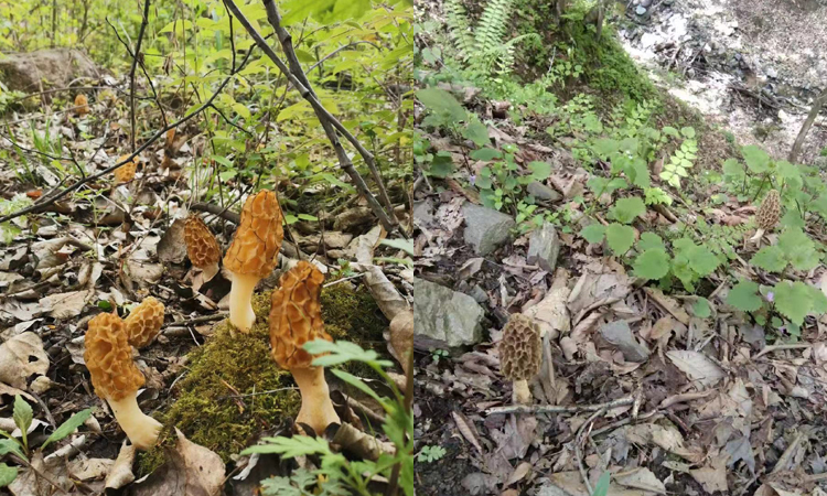 野生羊肚菌圖片1 野生羊肚菌圖片1
