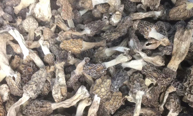 野生羊肚菌干品圖片 野生羊肚菌干品圖片