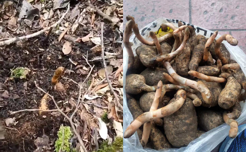 野生新鮮天麻圖片