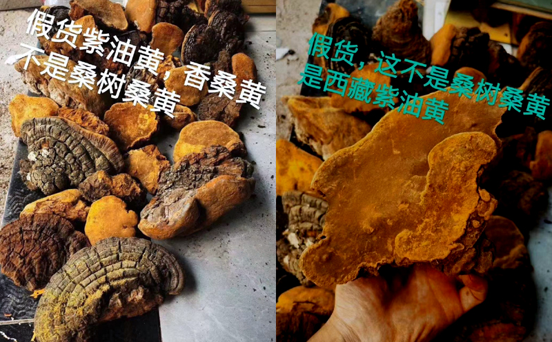 西藏紫油黃圖片