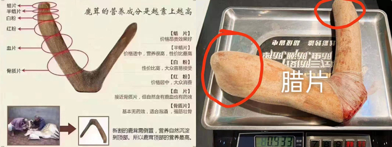 鹿茸不同部位名稱圖片