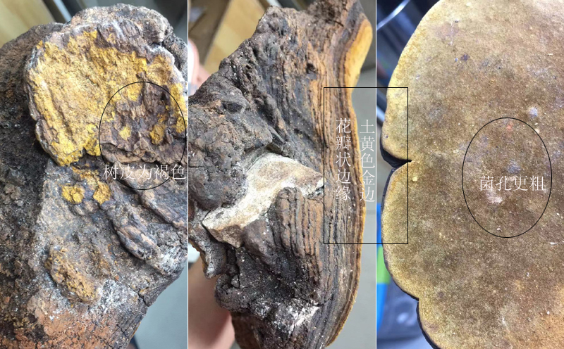 飛木菌特征圖片 飛木菌特征圖片