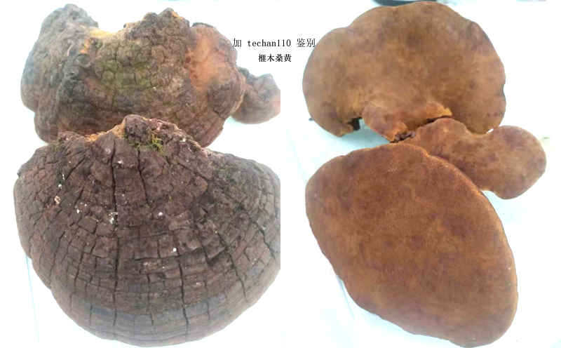 飛木桑黃圖片 飛木桑黃圖片