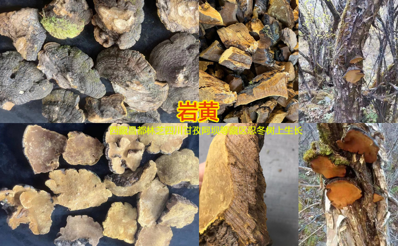 巖黃圖片 巖黃圖片