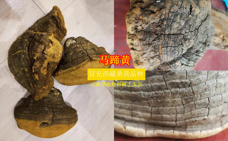 馬蹄黃圖片 馬蹄黃圖片