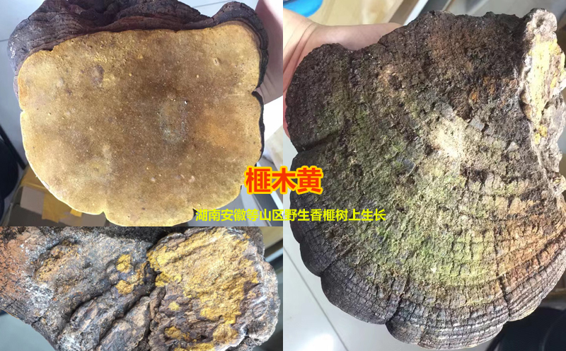 榧木黃圖片 榧木黃圖片