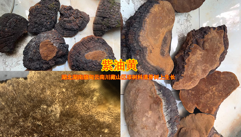 紫油黃圖片 紫油黃圖片