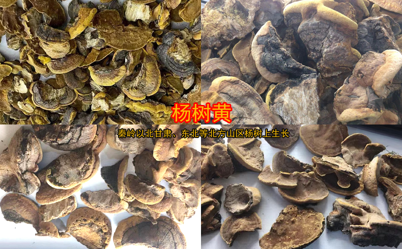 楊樹黃圖片 楊樹黃圖片