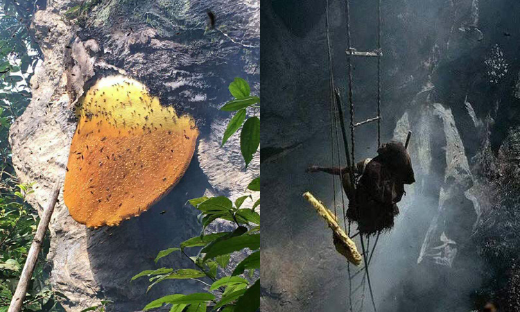 野生巖蜜采摘圖片