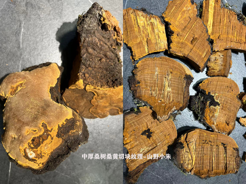 中厚桑黃切塊圖片