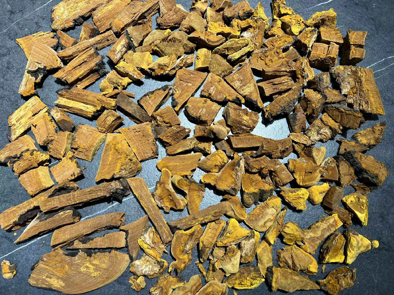 桑樹桑黃切塊圖片大全