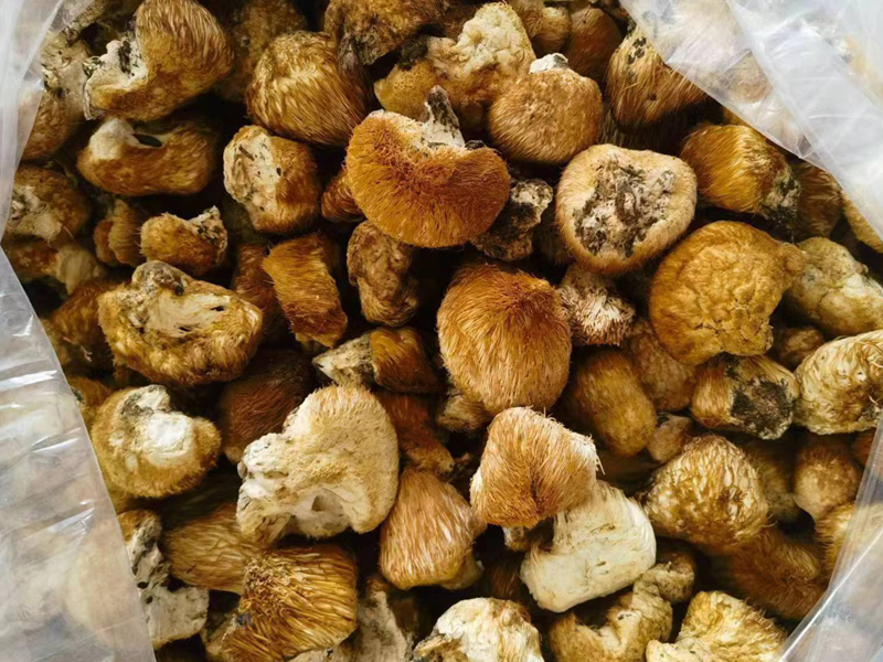 長白山野生猴頭菇圖片