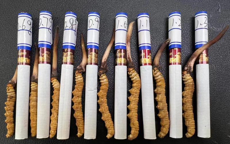 甘孜新鮮蟲草規(guī)格大小對比圖片