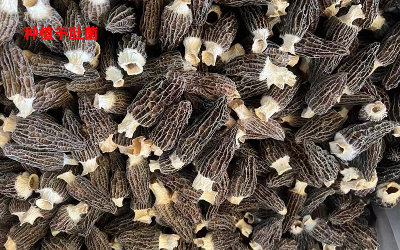 種植羊肚菌圖片