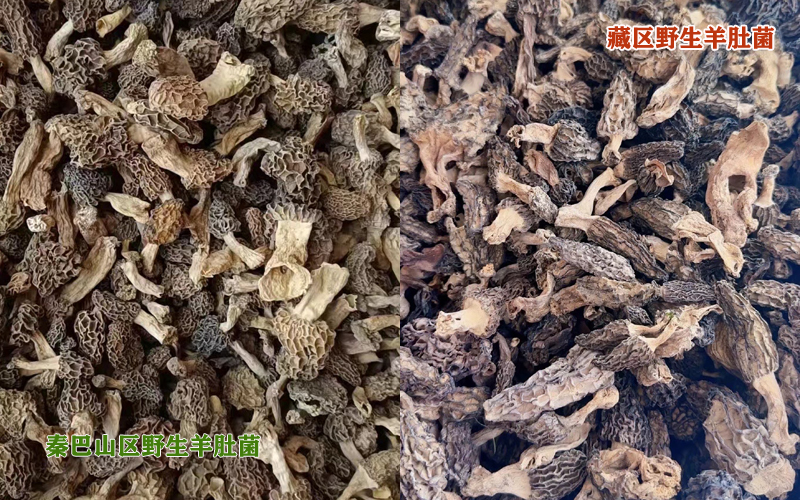 野生羊肚菌圖片