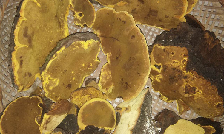 秦嶺藥農(nóng)新采到的野生桑黃