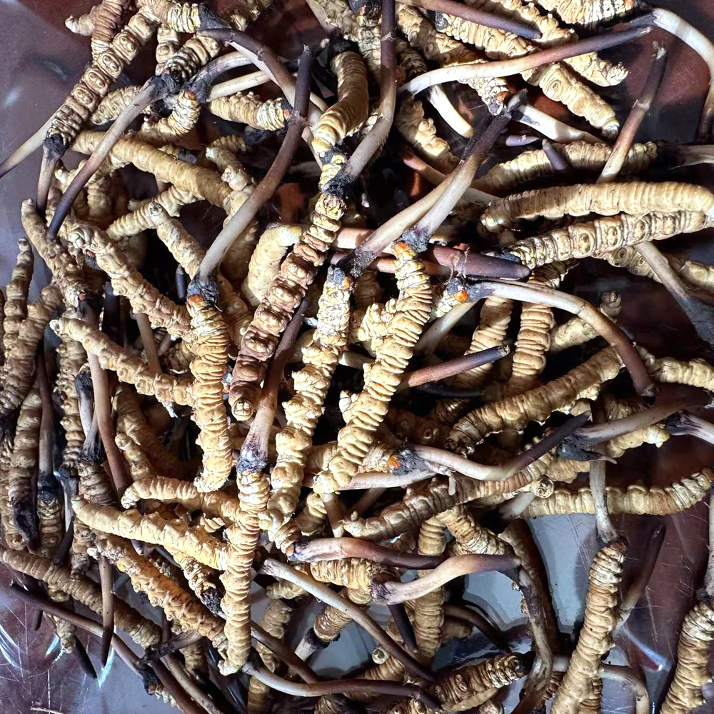 果洛新鮮蟲草圖片