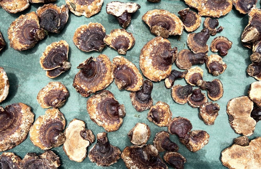 野生松杉靈芝圖片