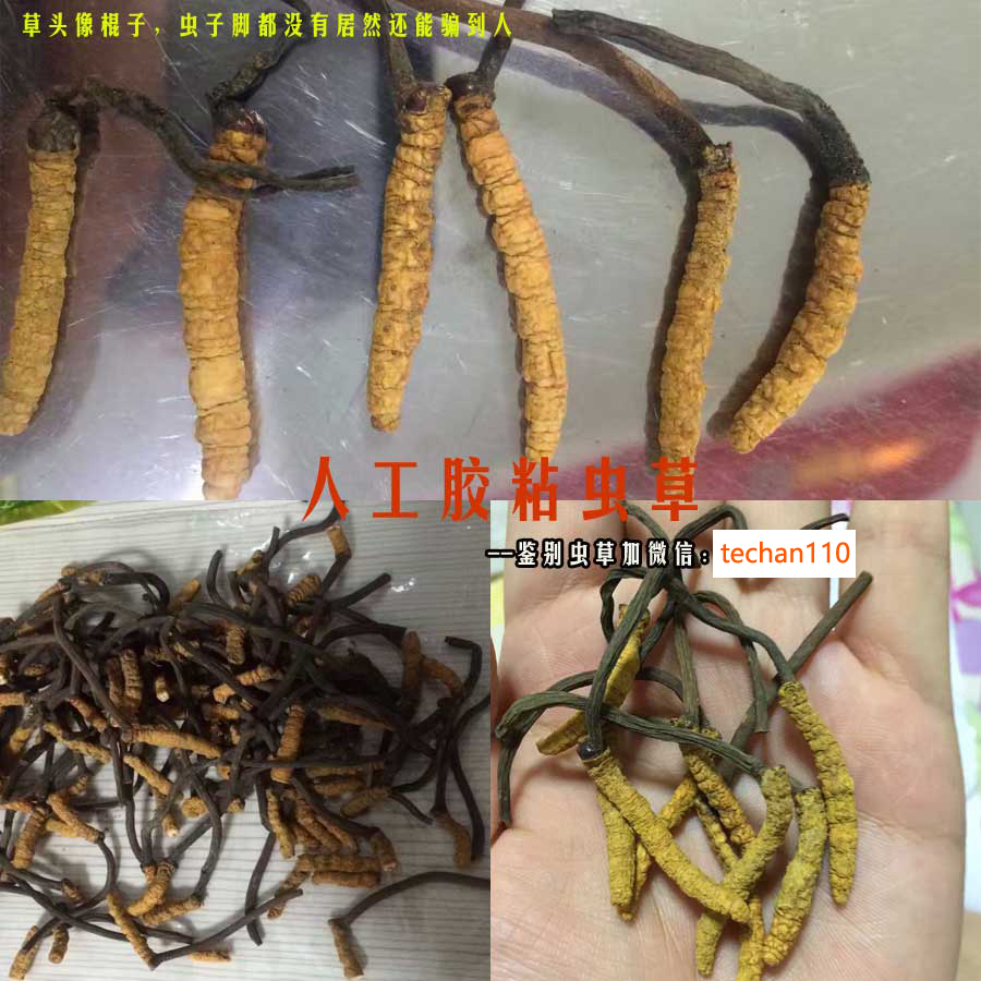 人工膠粘蟲草冒充四川蟲草圖片