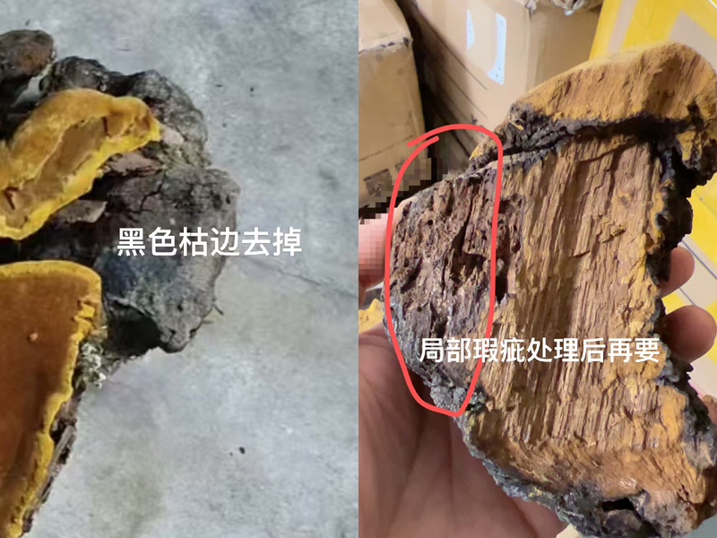 有枯邊和瑕疵的桑黃