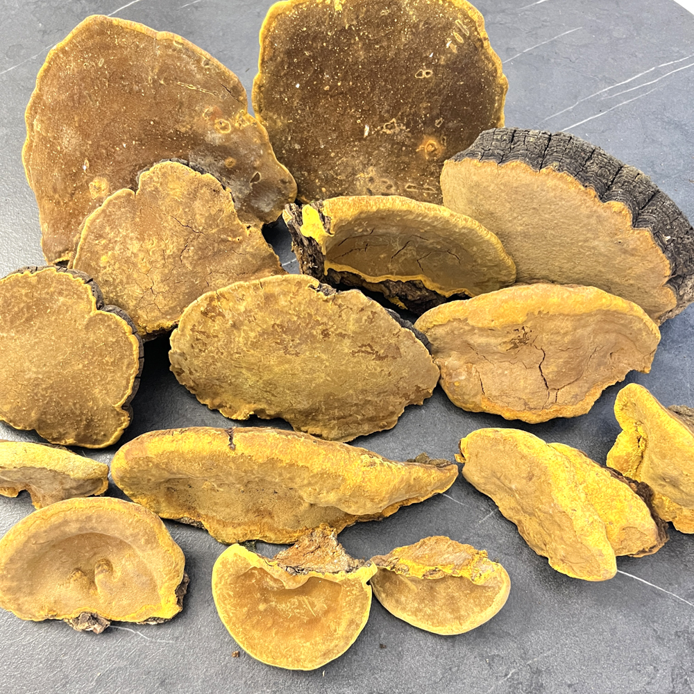 野生桑樹桑黃實物高清圖片2