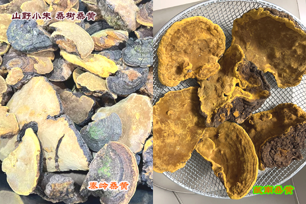 山野小朱桑樹桑黃