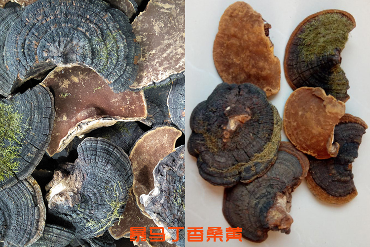 暴馬丁香桑黃圖片