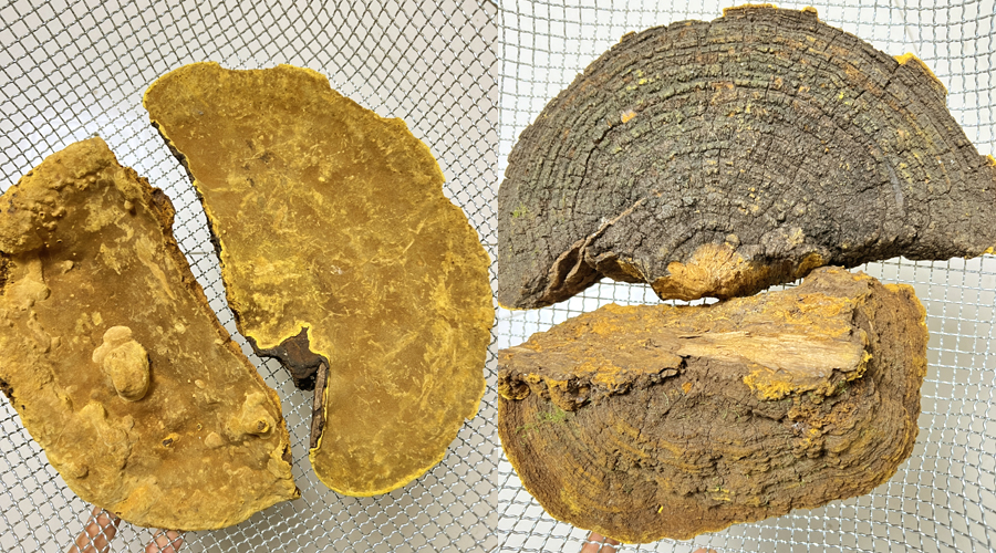 山野小朱藏南桑樹桑黃圖片