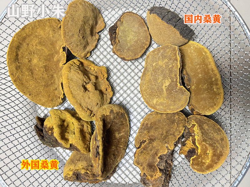 外國桑黃和國內桑黃對比