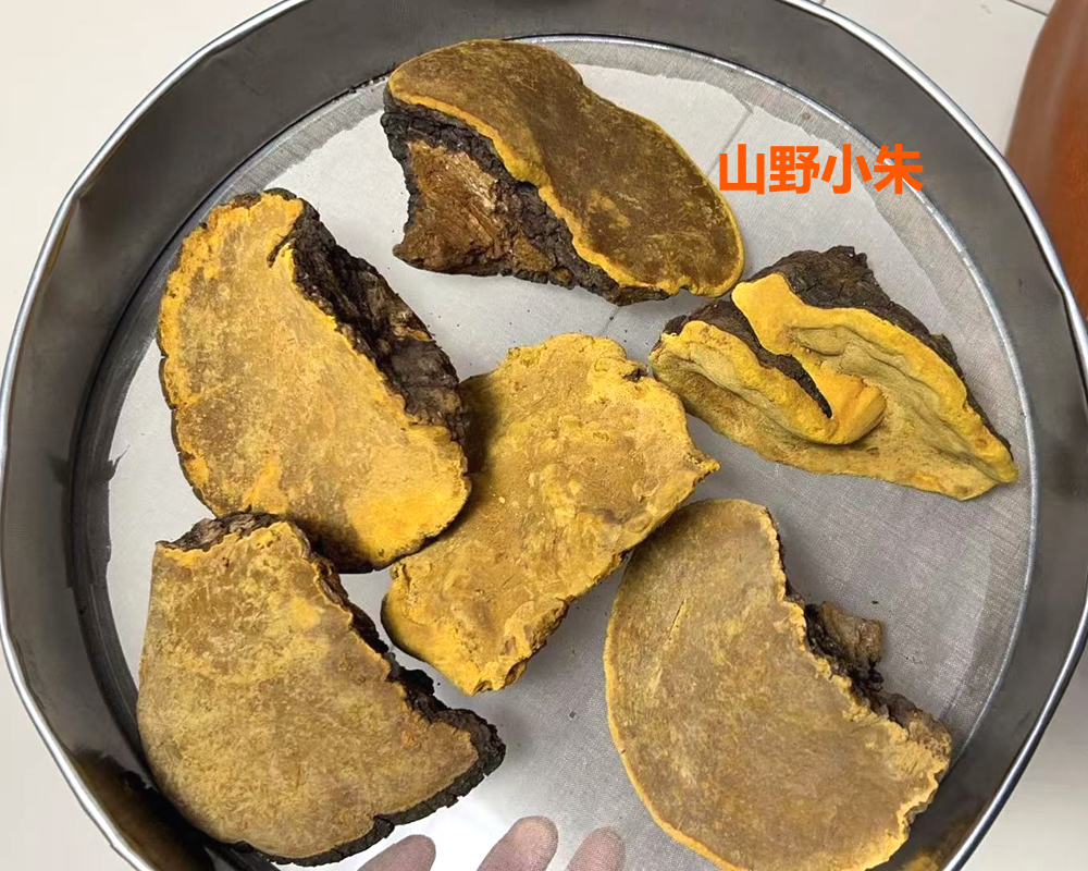 山野小朱桑樹桑黃 山野小朱桑樹桑黃