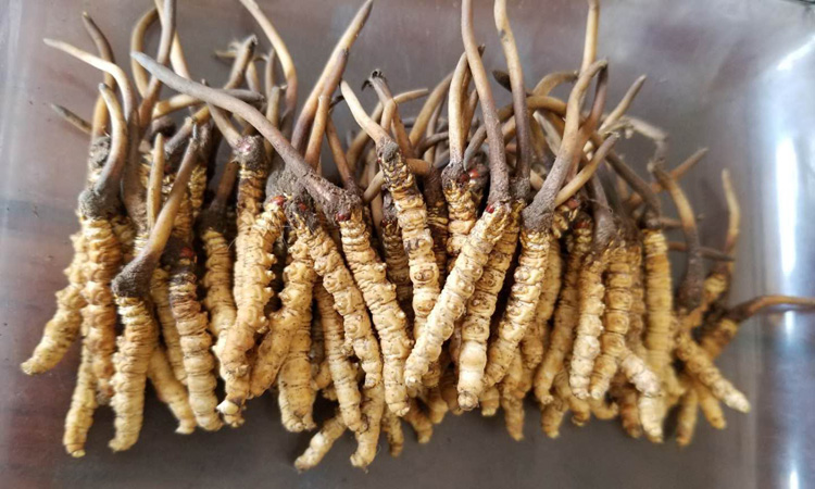 新鮮祁連蟲草圖片