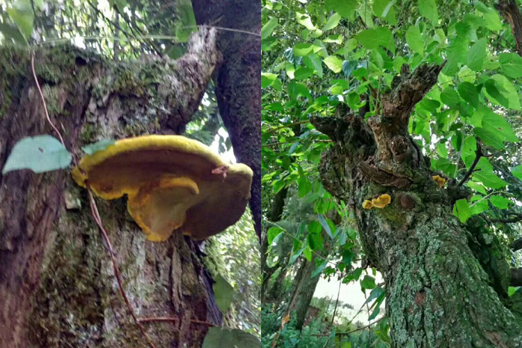 野生桑黃生長在桑樹上的圖片 野生桑黃生長在桑樹上的圖片