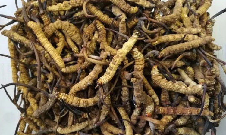 凍干冬蟲夏草照片