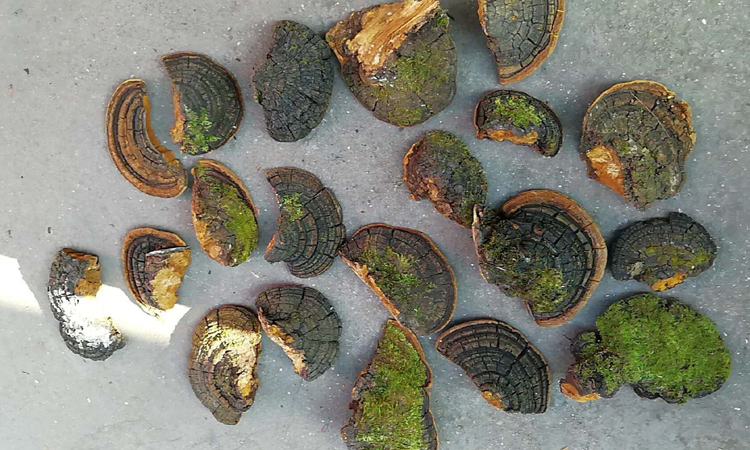 野生桑樹桑黃皮面圖片