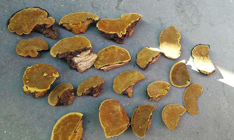 野生桑樹桑黃正面圖片