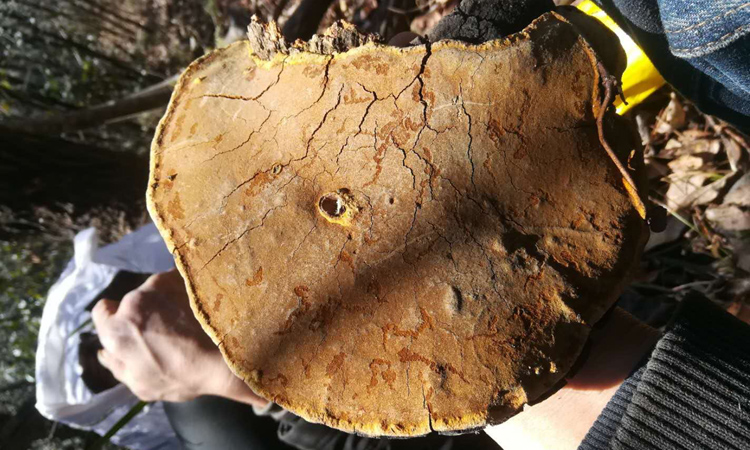 大個(gè)新鮮桑樹桑黃圖片